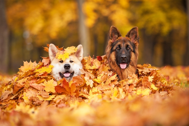 autumn dogs